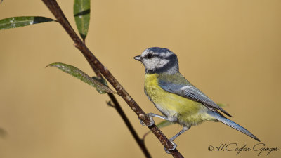 Eurasian Blue Tit - Parus caeruleus - Mavi baştankara
