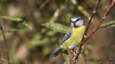 Eurasian Blue Tit - Parus caeruleus - Mavi baştankara