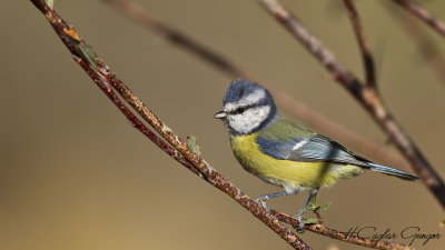 Eurasian Blue Tit - Parus caeruleus - Mavi baştankara