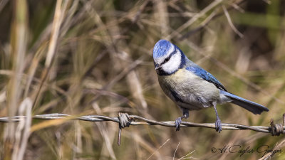 Eurasian Blue Tit - Parus caeruleus - Mavi baştankara