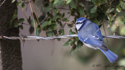 Eurasian Blue Tit - Parus caeruleus - Mavi baştankara
