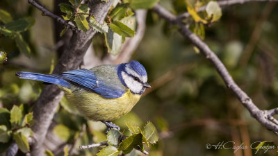 Eurasian Blue Tit - Parus caeruleus - Mavi baştankara