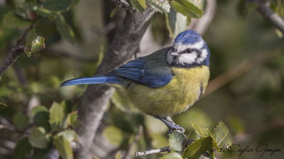 Eurasian Blue Tit - Parus caeruleus - Mavi baştankara