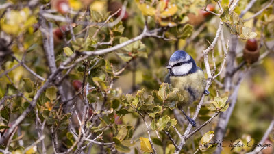 Eurasian Blue Tit - Parus caeruleus - Mavi baştankara