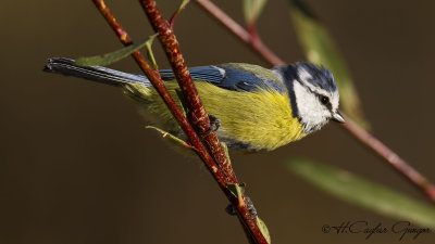 Eurasian Blue Tit - Parus caeruleus - Mavi baştankara