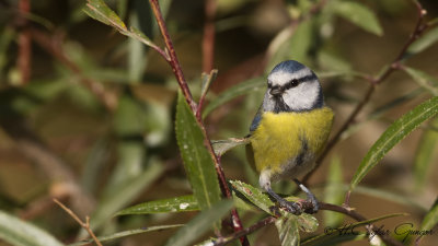 Eurasian Blue Tit - Parus caeruleus - Mavi baştankara