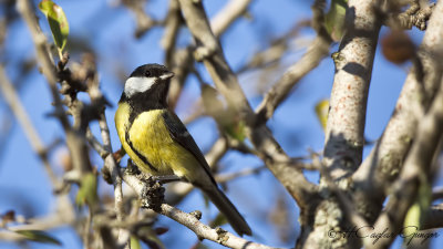 Great Tit - Parus major - Büyük baştankara