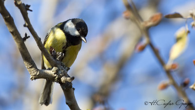 Great Tit - Parus major - Büyük baştankara