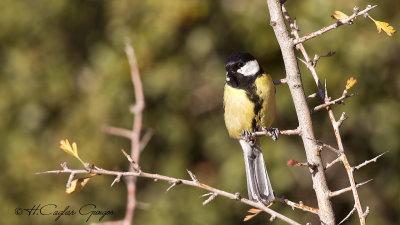 Great Tit - Parus major - Büyük baştankara