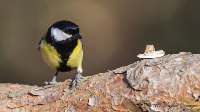 Great Tit - Parus major - Büyük baştankara