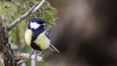 Great Tit - Parus major - Büyük baştankara