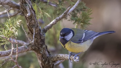 Great Tit - Parus major - Büyük baştankara
