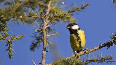 Great Tit - Parus major - Büyük baştankara