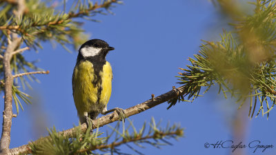 Great Tit - Parus major - Büyük baştankara