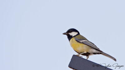 Great Tit - Parus major - Büyük baştankara