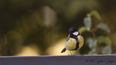 Great Tit - Parus major - Büyük baştankara