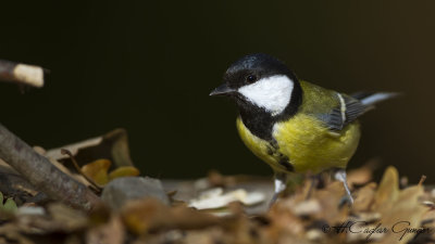 Great Tit - Parus major - Büyük baştankara