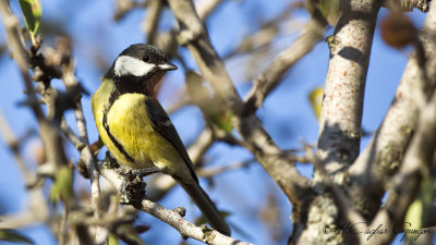 Great Tit - Parus major - Büyük baştankara