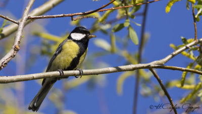Great Tit - Parus major - Büyük baştankara