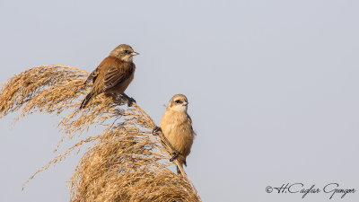 Eurasian Penduline Tit - Remiz pendulinus - Çulhakuşu