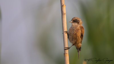 Eurasian Penduline Tit - Remiz pendulinus - Çulhakuşu