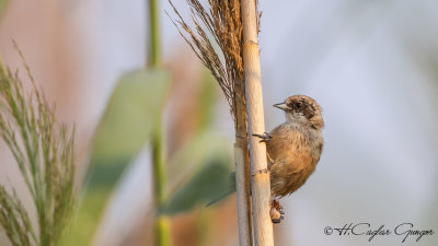 Eurasian Penduline Tit - Remiz pendulinus - Çulhakuşu