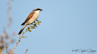 Red-backed Shrike - Lanius collurio - Kızılsırtlı örümcekkuşu