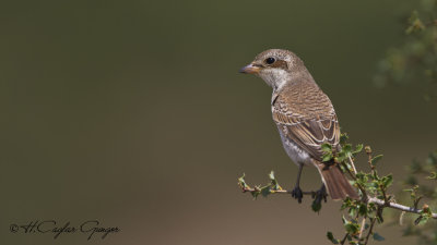 Red-backed Shrike - Lanius collurio - Kızılsırtlı örümcekkuşu