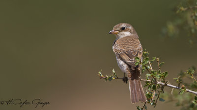 Red-backed Shrike - Lanius collurio - Kızılsırtlı örümcekkuşu