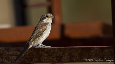 Red-backed Shrike - Lanius collurio - Kızılsırtlı örümcekkuşu