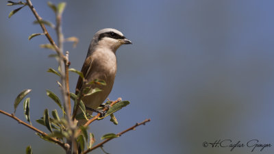 Red-backed Shrike - Lanius collurio - Kızılsırtlı örümcekkuşu