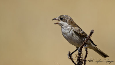 Red-backed Shrike - Lanius collurio - Kızılsırtlı örümcekkuşu