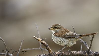 Red-backed Shrike - Lanius collurio - Kızılsırtlı örümcekkuşu