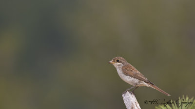 Red-backed Shrike - Lanius collurio - Kızılsırtlı örümcekkuşu