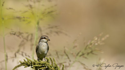 Red-backed Shrike - Lanius collurio - Kızılsırtlı örümcekkuşu