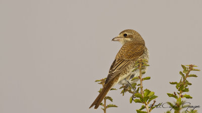 Red-backed Shrike - Lanius collurio - Kızılsırtlı örümcekkuşu