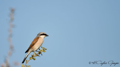 Red-backed Shrike - Lanius collurio - Kızılsırtlı örümcekkuşu