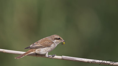 Red-backed Shrike - Lanius collurio - Kızılsırtlı örümcekkuşu