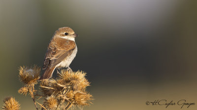 Red-backed Shrike - Lanius collurio - Kızılsırtlı örümcekkuşu