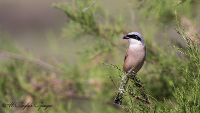 Red-backed Shrike - Lanius collurio - Kızılsırtlı örümcekkuşu