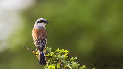 Red-backed Shrike - Lanius collurio - Kızılsırtlı örümcekkuşu