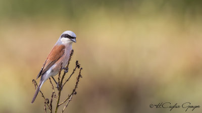 Red-backed Shrike - Lanius collurio - Kızılsırtlı örümcekkuşu