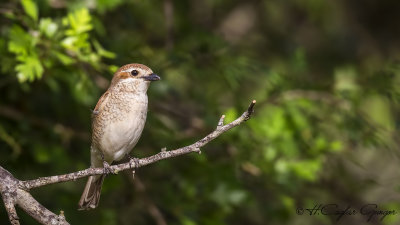 Red-backed Shrike - Lanius collurio - Kızılsırtlı örümcekkuşu