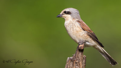 Red-backed Shrike - Lanius collurio - Kızılsırtlı örümcekkuşu