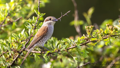 Red-backed Shrike - Lanius collurio - Kızılsırtlı örümcekkuşu