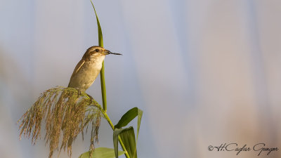 Red-backed Shrike - Lanius collurio - Kızılsırtlı örümcekkuşu