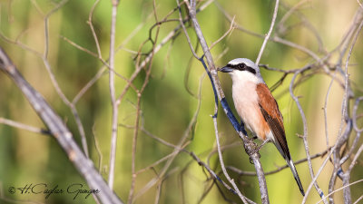 Red-backed Shrike - Lanius collurio - Kızılsırtlı örümcekkuşu