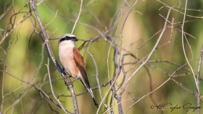 Red-backed Shrike - Lanius collurio - Kızılsırtlı örümcekkuşu