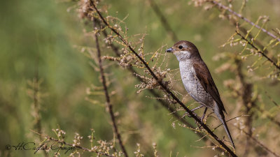 Red-backed Shrike - Lanius collurio - Kızılsırtlı örümcekkuşu