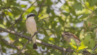 Red-backed Shrike - Lanius collurio - Kızılsırtlı örümcekkuşu